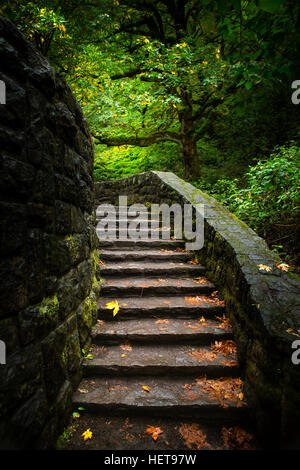 Treppe in beleuchteten Bäume mit fallen lässt. Stockfoto