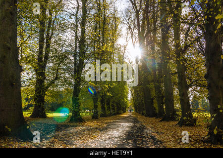 Im Wald - Bäume und Strahlen der Sonne bei Sonnenaufgang Stockfoto