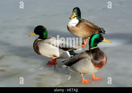 Wilde Ente Stockente-schwedische Rasse Ente gemischt ansehen unter den männlichen Stockente Erpel Wilde Herde von Zugvögeln Enten auf gefrorenen Eis Win Stockfoto