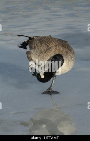 Kanada-Gans kratzen jucken mit Fuß stehend auf gefrorenen Winter eisigen See Stockfoto