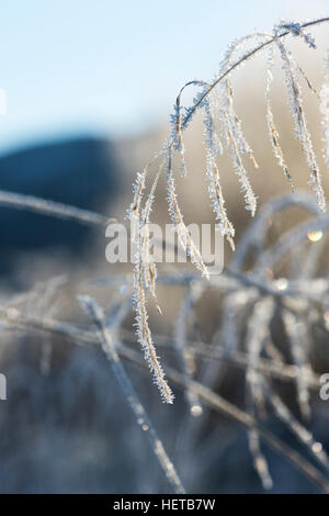 Deschampsia cespitosa. Frosty tufted hair grass in winter. Scotland Stockfoto
