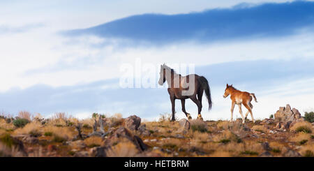 Wildpferd Mustang in der Wüste von Nevada Stockfoto