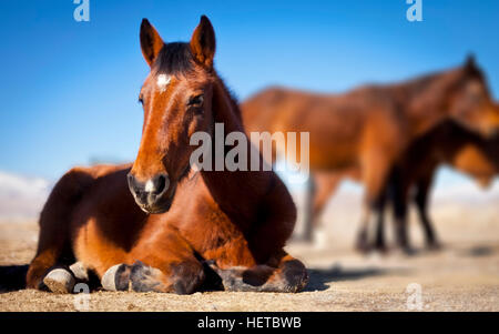 Wildpferd Mustang in der Wüste von Nevada Stockfoto