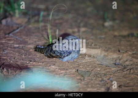 Wimpel-winged Ziegenmelker (Caprimulgus Vexillarius) in Sambia Stockfoto