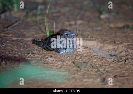 Wimpel-winged Ziegenmelker (Caprimulgus Vexillarius) in Sambia Stockfoto