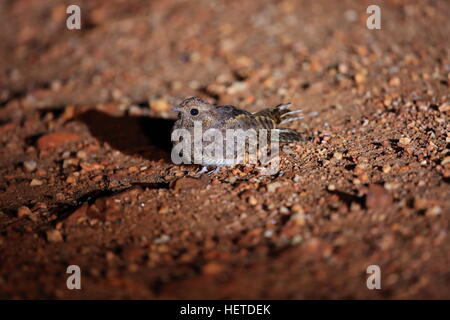 Europäische Ziegenmelker (Caprimulgus Europaeus) in Sambia Stockfoto