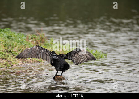 Natürliches Bild der Kormorane Phalacrocoracidae Flügel in der Sonne am Flussufer ausbreitet Stockfoto