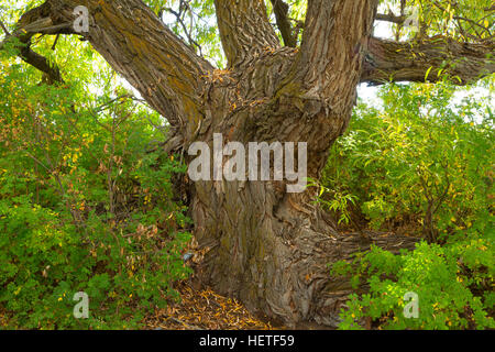 Weide Stamm, Mud Lake Wildlife Management Area, Idaho Stockfoto