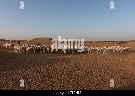 Herde von Ziegen, Sudan, Afrika Stockfoto