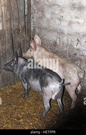 zwei Schweine rosa und schwarz in der Viehhütte auf dem Bauernhof Stockfoto