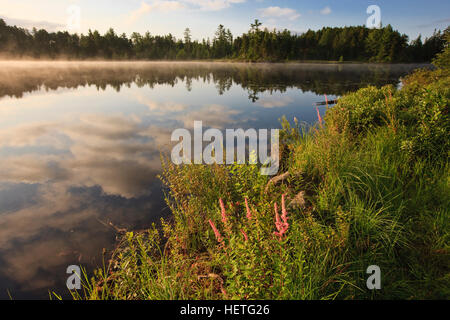 Steeplebush, Spiraea Tomentosa, blühen am Ufer des Little Bear Brook Pond in Errol, New Hampshire. Northern Forest Stockfoto