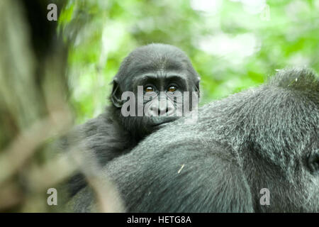 Westlicher Flachlandgorilla Baby Stockfoto