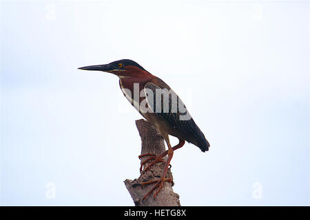 Grüne Reiher (Butorides Virescens) Stockfoto