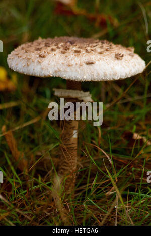 Pilz Parasol (Macrolepiota Procera) Stockfoto
