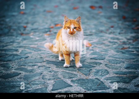 Straßenkatze Porträt Stockfoto