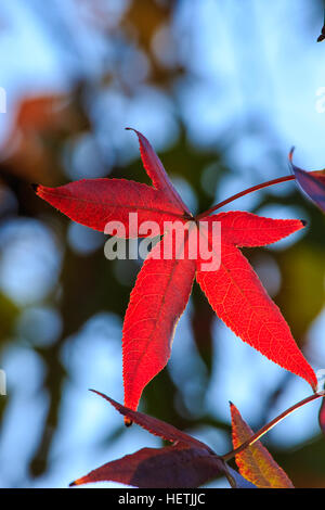 Liquidambar Baumblätter fallen in der frühen Morgensonne. (Liquidambar Styraciflua) Stockfoto