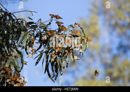 Monarchfalter (danaus Plexippus) überwintern in der Eukalyptus Bäume an der Monarch Butterfly Grove Pismo Beach Kalifornien während der Migration. Stockfoto