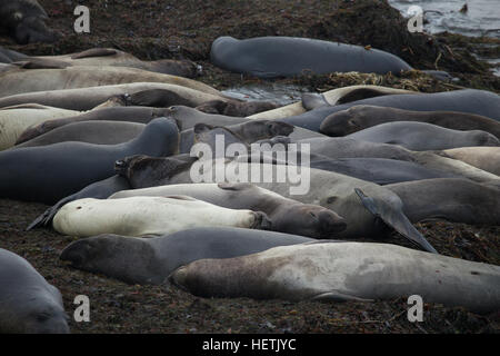 Nördlichen Elefantendame dichtet warten am Strand von San Simeon California gebären Stockfoto