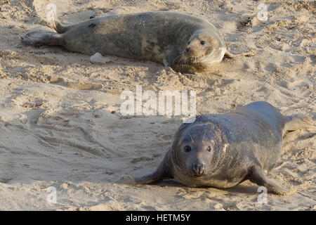 Horsey Strand Robbenkolonie Norfolk Stockfoto