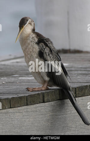 Ein weiblicher Australasian Darter (Anhinga Novaehollandiae) Vogel gesichtet an Kurraba Stelle im Hafen von Sydney. Stockfoto