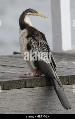 Ein weiblicher Australasian Darter (Anhinga Novaehollandiae) Vogel gesichtet an Kurraba Stelle im Hafen von Sydney. Stockfoto