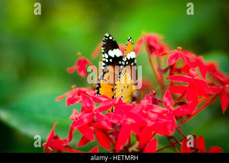 Schmetterling auf eine Pause von flattern, sitzen auf Blumen Stockfoto