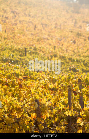 Vertical background with vine and grape leaves in autumn Stockfoto