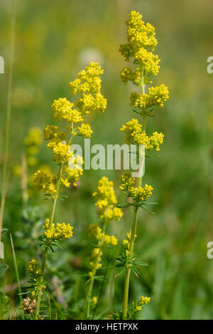 Ladys Labkraut, Cruciata Verum, Wildblumen, Carrick, Dumfries & Galloway, Schottland Stockfoto