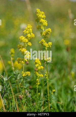 Ladys Labkraut, Cruciata Verum, Wildblumen, Carrick, Dumfries & Galloway, Schottland Stockfoto