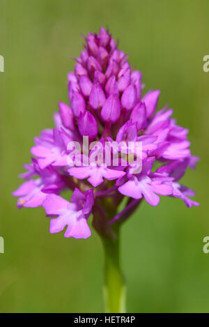 Pyramiden-Orchidee, Anacamptis Pyramidalis, Wildblumen, Carrick, Dumfries & Galloway, Schottland Stockfoto