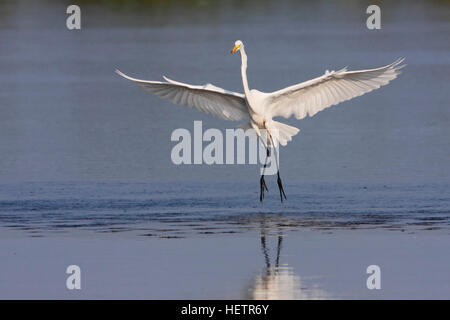 Silberreiher (Ardea Alba) für Landung, Ding Darling NWR, Florida, USA Stockfoto