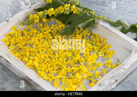 Königskerze, Königskerzen-Blüten, Verbascum spec, Königskerze, Blüten, Ernte, Kräuterernte, Blüten Zum Trocknen, Essbare Blüten Stockfoto