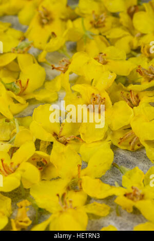 Königskerze, Königskerzen-Blüten, Verbascum spec, Königskerze, Blüten, Ernte, Kräuterernte, Blüten Zum Trocknen, Essbare Blüten Stockfoto