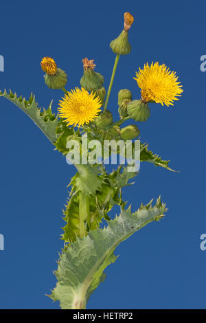 Raue Gänsedistel, Rauhe Gänsedistel, Dornige Gänsedistel, Sonchus Asper, Sharp gesäumten Sow Thistle, stachelige Sow Thistle, stacheligen Sow Thistle, Langusten-Leav Stockfoto