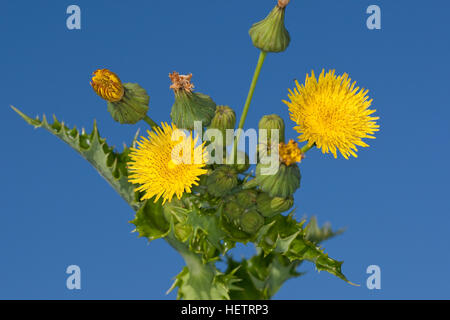 Raue Gänsedistel, Rauhe Gänsedistel, Dornige Gänsedistel, Sonchus Asper, Sharp gesäumten Sow Thistle, stachelige Sow Thistle, stacheligen Sow Thistle, Langusten-Leav Stockfoto