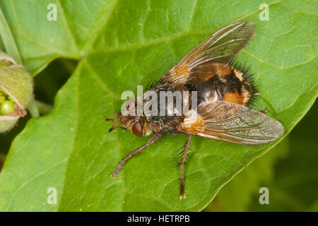 Igelfliege, Raupenfliege, Weibchen, Tachina Fera, Tachinid Fly, Tachinidae, Raupenfliegen, Igelfliegen, Schmarotzerfliegen, Tachinids, parasitische fliegen Stockfoto