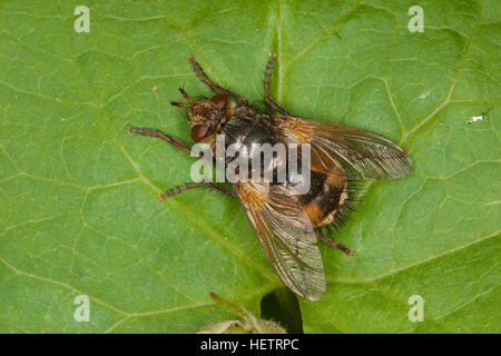 Igelfliege, Raupenfliege, Weibchen, Tachina Fera, Tachinid Fly, Tachinidae, Raupenfliegen, Igelfliegen, Schmarotzerfliegen, Tachinids, parasitische fliegen Stockfoto