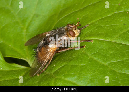 Igelfliege, Raupenfliege, Weibchen, Tachina Fera, Tachinid Fly, Tachinidae, Raupenfliegen, Igelfliegen, Schmarotzerfliegen, Tachinids, parasitische fliegen Stockfoto