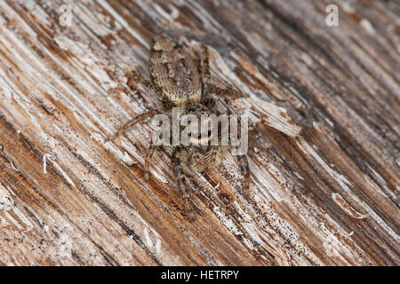 Große Rindenspringspinne, Rinden-Springspinne, Springspinne, Tarnung, Gut Getarnt, Marpissa Muscosa, Marpissa Rumpfii, Springspinnen, Salticidae, springen Stockfoto