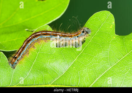 Ringelspinner Raupe Frisst eine Eiche, Ringel-Spinner, Malacosoma Neustrien, Malacosoma Neustrium, Phalaena Neustrien, Lakai Motte, Lakai, Raupe, Stockfoto