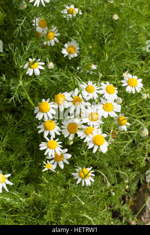 Römische Kamille, Chamaemelum Nobile, Sy Anthemis Nobile, Kamille, römische Kamille, süße Kamille, Chamomille Romaine Stockfoto