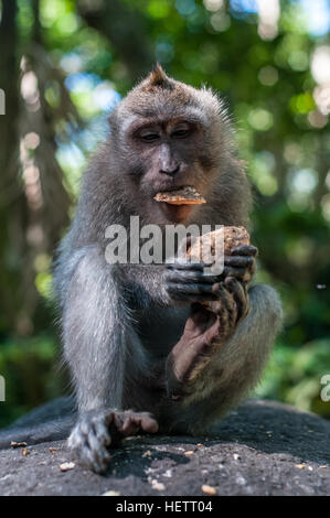 Affe in heiliger Affenwald mit Hahn Stockfoto