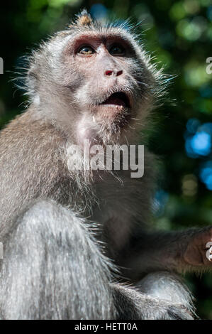 Affe in heiliger Affenwald mit Hahn Stockfoto