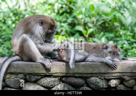 Affe in heiliger Affenwald mit Hahn Stockfoto