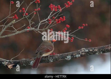 Weibliche Kardinal Barsche auf Ast mit Winterberry im Hintergrund Stockfoto