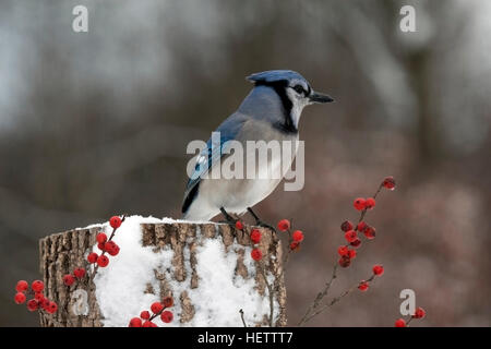 Blue Jay Sitzstangen auf verschneiten stumpf mit winterberry Stockfoto