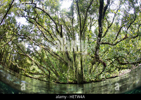 Ein üppiger, grüner Regenwald wächst auf einem entfernten, Überhänge Tropeninsel flache, küstennahe Gewässern auf den Salomonen. Stockfoto