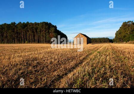 Bauern-Speicher gesetzt mitten in einem Feld von Gerste Stoppeln in warmen Herbst Sonne und blauer Himmel mit einem Wald von Bäumen hinter Stockfoto