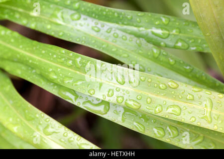 Wassertropfen auf einem grünen Blatt sitzen in der Regenzeit Stockfoto