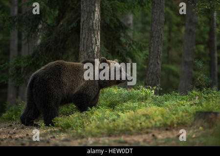 Europäischer Braunbär / Braunbaer (Ursus Arctos), Jungtier, ein Spaziergang durch die Wälder, duftende, ausgezeichnete Geruchssinn. Stockfoto